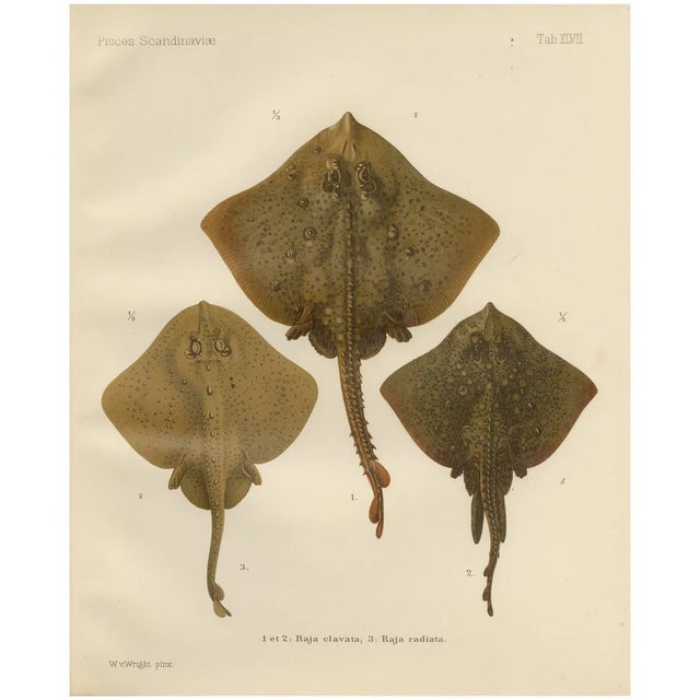 W. v. Wright, Thornback and Starry Rays from Pisces Scandinaviae, 1895, Lithograph For Sale