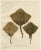 W. v. Wright, Thornback and Starry Rays from Pisces Scandinaviae, 1895, Lithograph For Sale