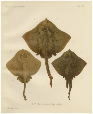 W. v. Wright, Thornback and Starry Rays from Pisces Scandinaviae, 1895, Lithograph
