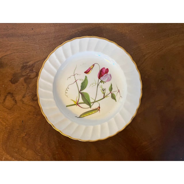 Antique 18th Century Derby Porcelain Botanical Plate Decorated With Hand Painted Specimen - Sweet Pea For Sale - Image 11 of 12