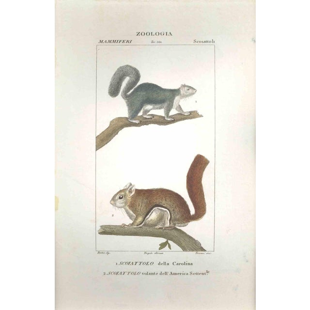 Pierre Jean François Turpin, Squirrels-Zoology-Plate 360, Etching, 1831 For Sale - Image 3 of 3