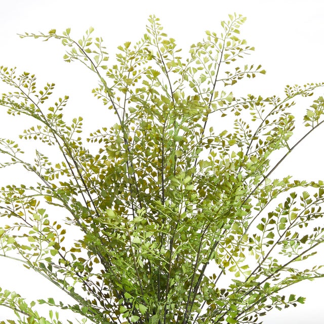 Realism Maidenhair Drop-In 30" For Sale - Image 3 of 7