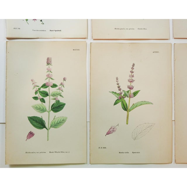 1873 Collection Sowerby Hand Colored Pink and Green Botanical Book Plates - Set of 12 For Sale In Seattle - Image 6 of 7