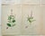 1873 Collection Sowerby Hand Colored Pink and Green Botanical Book Plates - Set of 12 For Sale In Seattle - Image 6 of 7