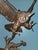 This is a glorious bronze sculpture by Jules Moigniez - Patinated bronze owl on green marble base. Good condition; minor...