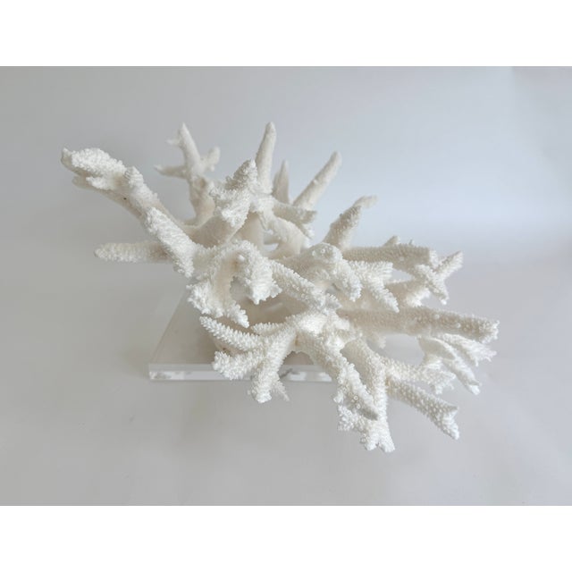 White Staghorn Coral on Acrylic Base For Sale - Image 8 of 8
