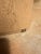 Contemporary Adrianna Hoyos Wood End Table For Sale - Image 3 of 3