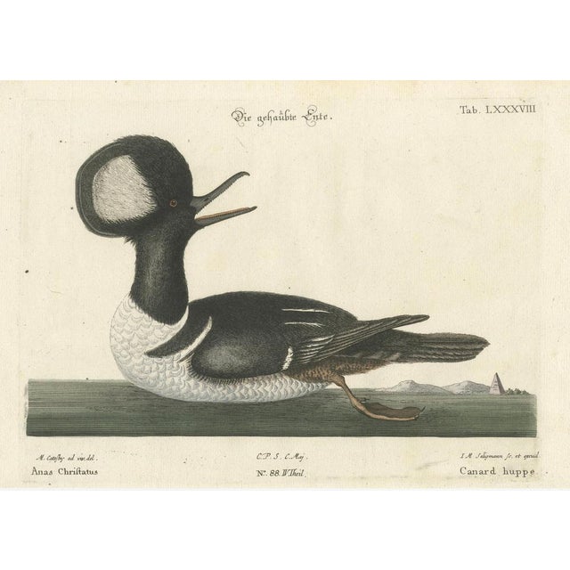 Johann Michael Seligmann, Hooded Merganser, 1770, Hand-Colored Engraving For Sale - Image 5 of 6