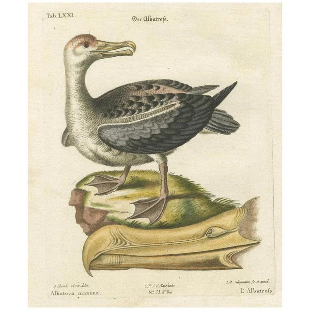 Paper After Edwards, Der Albatros, Hand-Colored Engraving, 1770 For Sale - Image 7 of 7