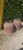 Large Victorian Rhubarb Forcers, 1880, Set of 2 For Sale - Image 4 of 5
