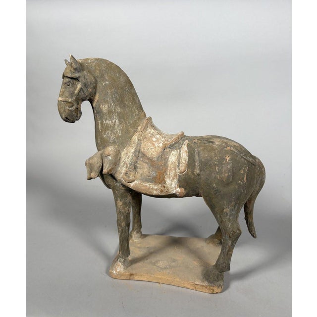 Sculpture of a Mingqi warhorse, China, Tang Dynasty (618-907) For Sale - Image 10 of 11