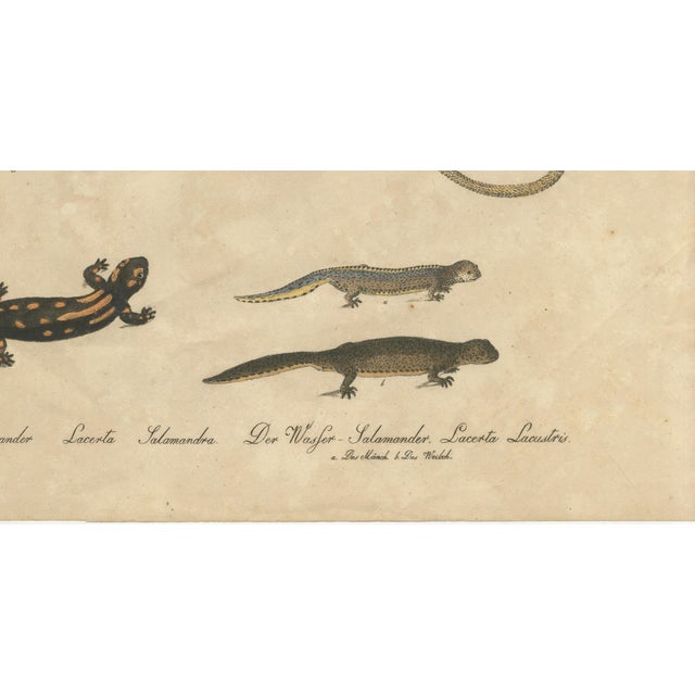Karl Joseph Brodtmann, Salamander & Reptile, 1816, Lithograph For Sale - Image 4 of 10