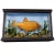 Wood 1900s Antique Glass Diorama With Bream For Sale - Image 7 of 7