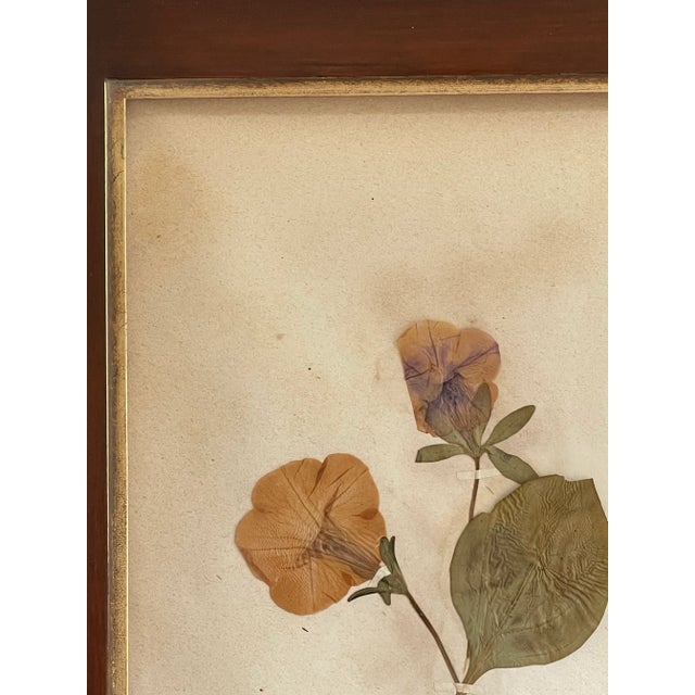 Beautiful late 19th century Petunia Swedish Herbarium with lovely color and hand written label in a handsome wood custom...