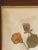 Beautiful late 19th century Petunia Swedish Herbarium with lovely color and hand written label in a handsome wood custom...