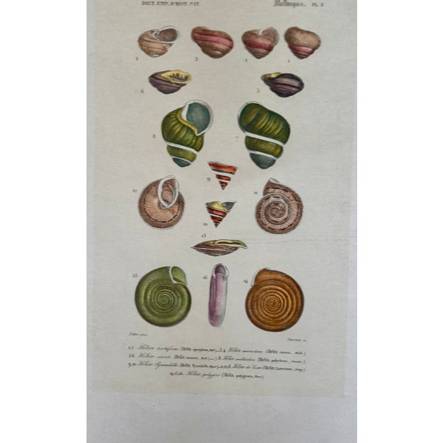 Italian Late 19th Century Mollusques Shell Prints Gastéropodes Plates Fleur De Lis Embossed Paper - Set of 3 For Sale - Image 3 of 11