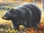 Black Chuck Black "Routine Visitors" Mountain Wildlife Artwork For Sale - Image 8 of 12