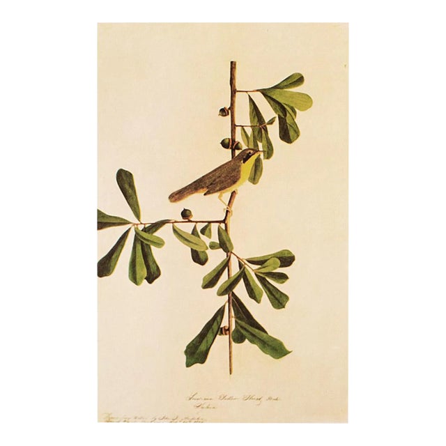 1966 Vintage Cottage Print "Louisiana Yellow-Throat Finch" After John James Audubon For Sale