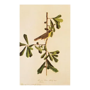 1966 Vintage Cottage Print "Louisiana Yellow-Throat Finch" After John James Audubon