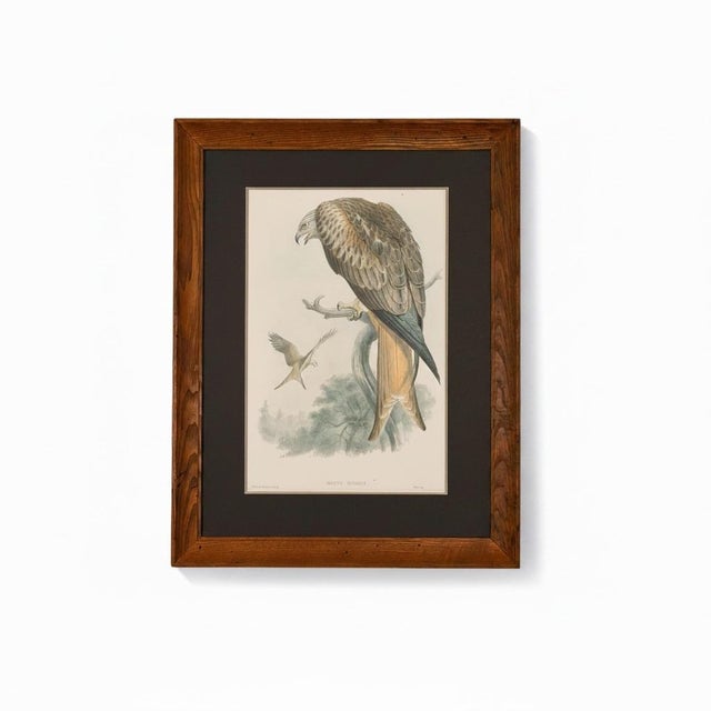 19th-Century Framed John Gould Red Kite | Original Antique Bird Print For Sale - Image 12 of 12