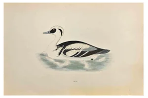 Alexander Francis Lydon, Smew, Woodcut Print, 1870