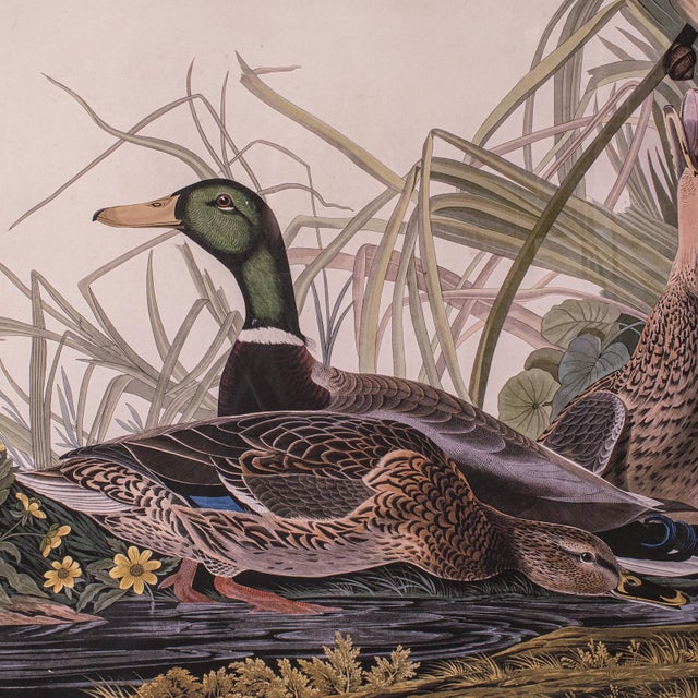 Vintage Mallard Duck Picture, English, Framed Print, Jj Audubon, Wildlife Art For Sale - Image 4 of 10