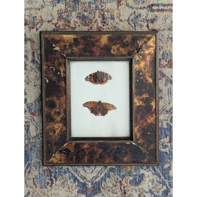 Vintage Taxidermy Butterflies Framed in an Oil Drop Frame For Sale - Image 10 of 14