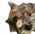 Ceramic Ceramic Conch Shell Dish For Sale - Image 7 of 8