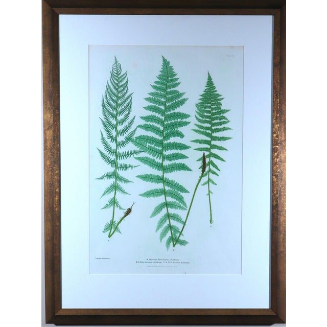 Henry Bradbury Nature-Printed Fern Botanical Prints, Set of Four, Framed For Sale In Philadelphia - Image 6 of 18