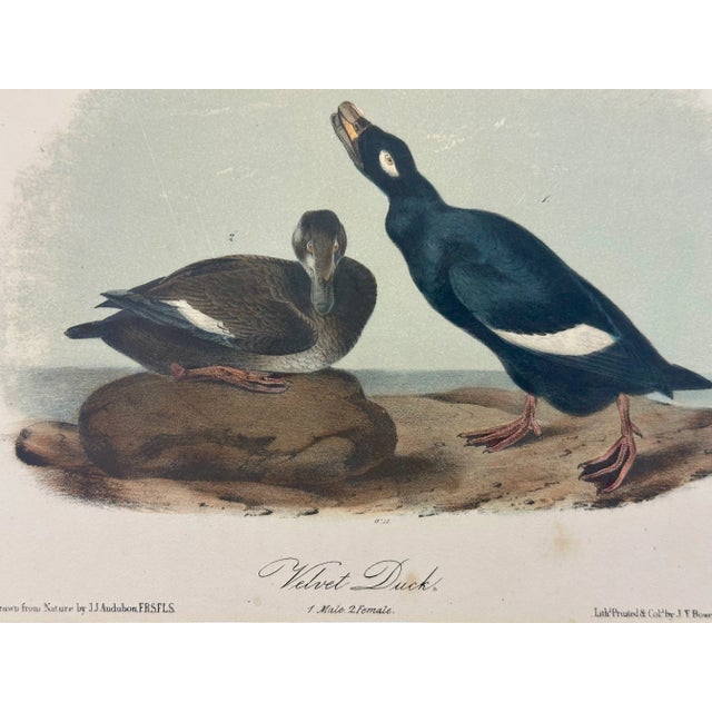 American Velvet Duck Original 1st Edition Print by John James Audubon, 1840 For Sale - Image 3 of 3