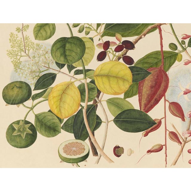 Golden Tropic Botanicals #3/22. beautifully reproduced as giclée prints using archival inks on imported English cotton rag...