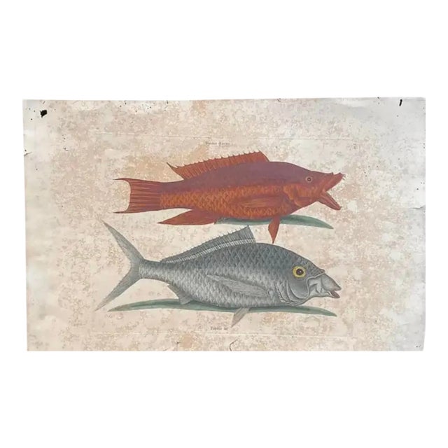 Mark Catesby Engraving, "The Hogfish and the Shad" For Sale
