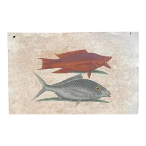 Mark Catesby Engraving, "The Hogfish and the Shad"