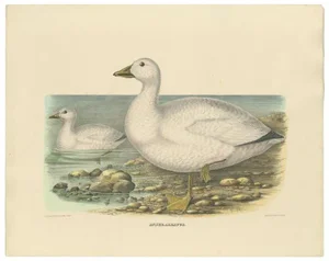 After D.G. Elliot, Bird Illustration of Cassin's Snow Goose, Anser Albatus, 1869, Print