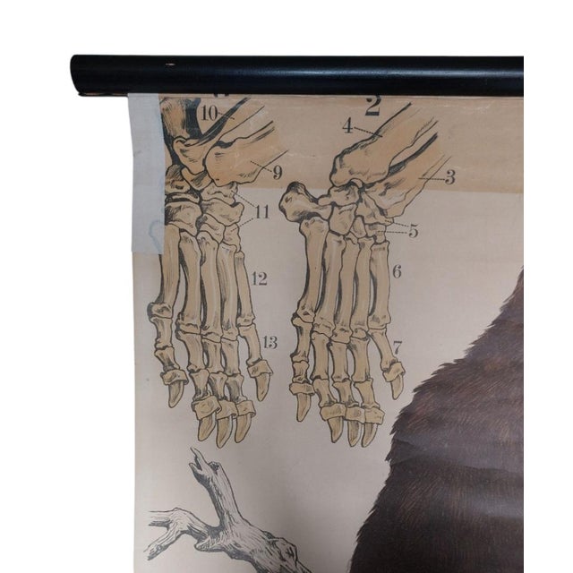 School Poster with Bears from JF Schreiber München, 1920s-1940s For Sale - Image 3 of 6