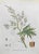 Lithograph hand watercolored. Belongs to the Series "Atlante di Botanica popolare ossia Illustrazione di Piante Notevoli...
