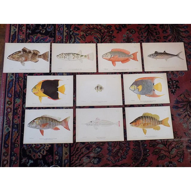 Printmaking Materials Authentic Antique 19th Century Tropical Fish Chromolithographs - Set of 10 For Sale - Image 7 of 7