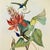 Oversized Vintage John Gould Hummingbird & Floral Print | Matted 24 X 32 For Sale - Image 4 of 6