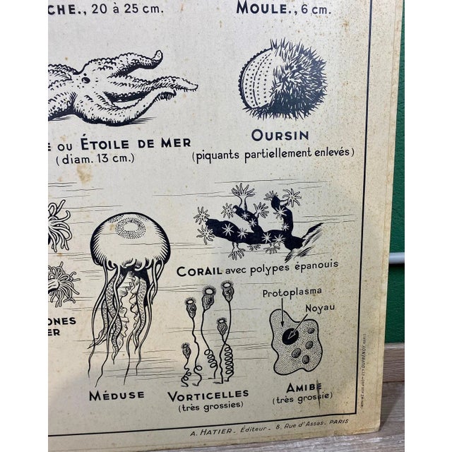 French Double-Sided Poster of Mollusks and Crustaceans For Sale - Image 6 of 18