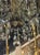 19th C. Italian Giltwood and Crystal Chandelier From Genoa For Sale - Image 4 of 8