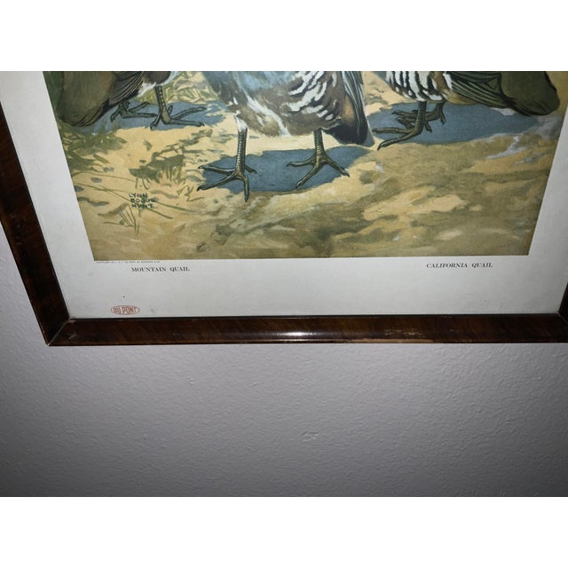 1917 Vintage DuPont Promotional Game Bird Framed Prints by Hunt & DeFeo - Set of 4 For Sale - Image 10 of 13