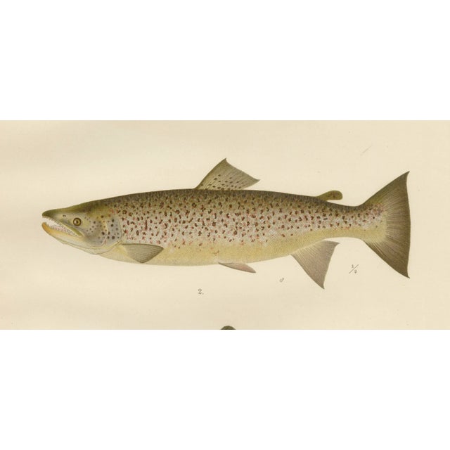 V. C. E. Björncrants, and W. V. Wright, Brown Trouts, 1895, Lithograph on Paper For Sale - Image 3 of 4
