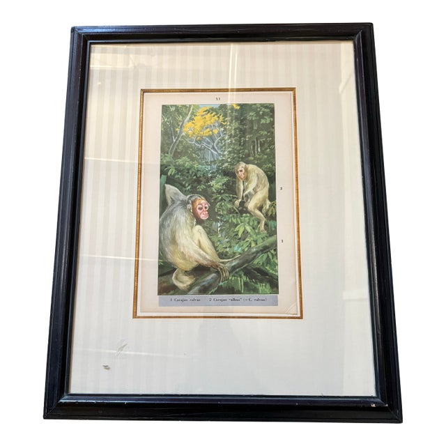 Antique Print of Two Cacajao Calvus Monkey Numbered Print in Color XI For Sale