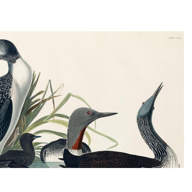 Red-Throated Diver, Vintage Art Print Reproduction From Birds of America by John James Audubon, 32" X 24" For Sale In Buffalo - Image 6 of 8