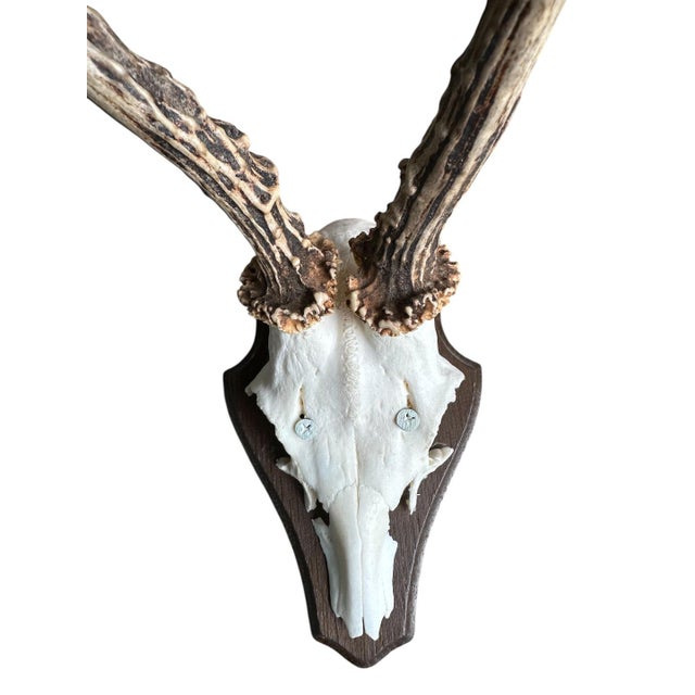 1980s Roe Deer Trophy 27 Black Forest Antlers Mount For Sale - Image 4 of 5