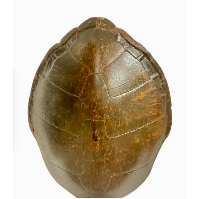 Monumental Natural Antique Turtle Carapace Shell Lamp For Sale In Tampa - Image 6 of 15