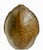 Monumental Natural Antique Turtle Carapace Shell Lamp For Sale In Tampa - Image 6 of 15