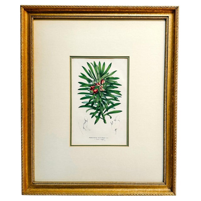 Trio of 19th Century Framed Louis Van Houtte Botanical Chromolithographs For Sale In San Diego - Image 6 of 8