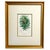 Trio of 19th Century Framed Louis Van Houtte Botanical Chromolithographs For Sale In San Diego - Image 6 of 8
