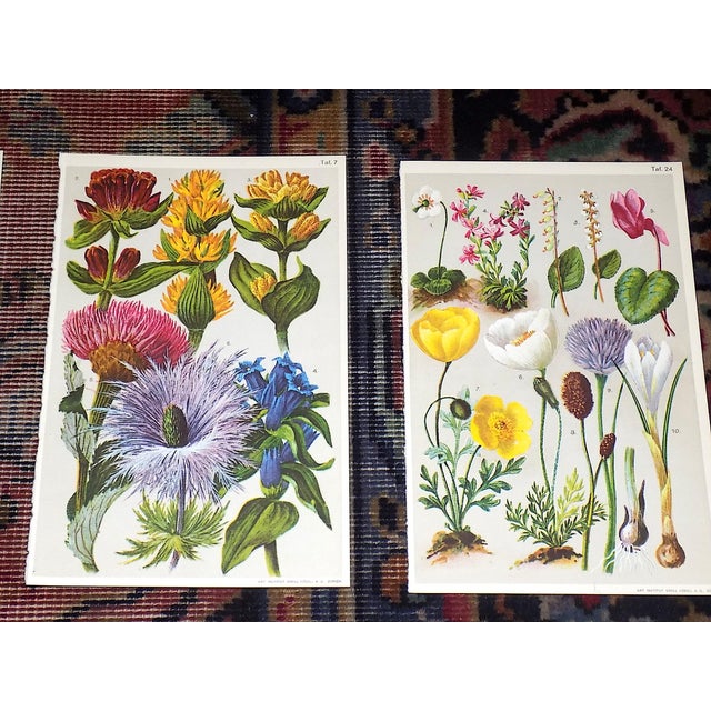 Realism Authentic Antique 19th Century Alpine Botanical Color Lithographs - Set of 9 For Sale - Image 3 of 8